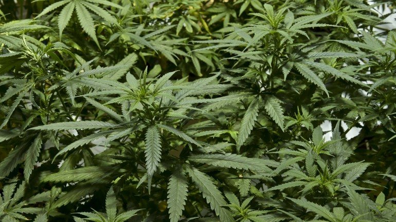 A Câmara Municipal de Merced quer proibir a produção de marijuana em toda a cidade