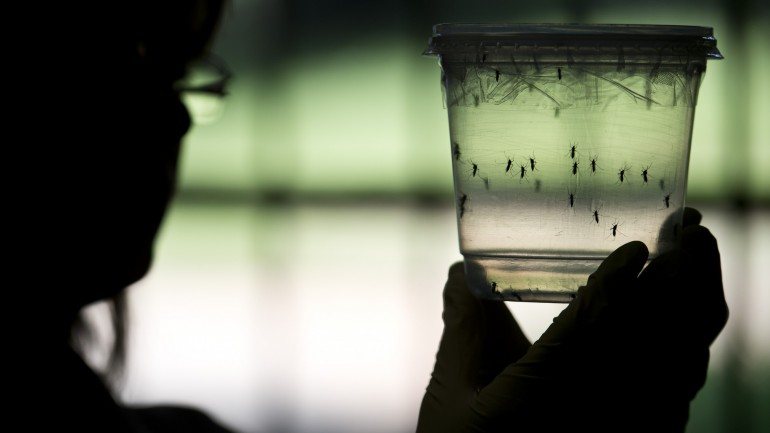 Os mosquitos Aedes são um vector da doença