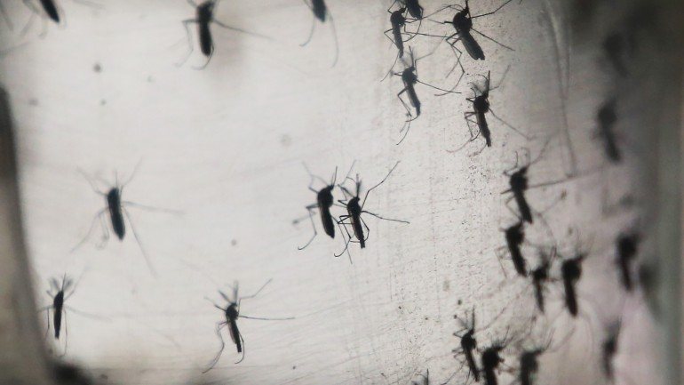 O vírus zika é transmitido pela picada de um mosquito