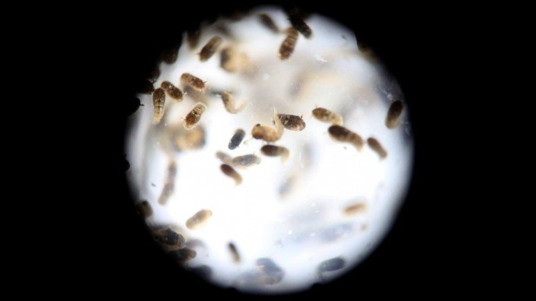 Larvas do mosquito Aedes aegypti, responsável pela transmissão do vírus Zika