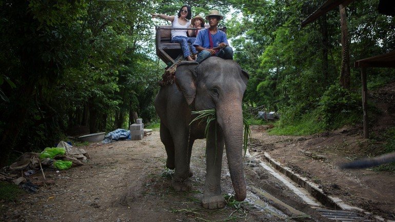 Os passeios de elefante são muito populares na ilha de Koh Samui