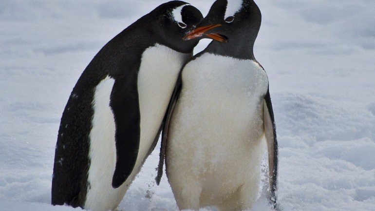 Desde 2011, já morreram 150 mil pinguins na Antárctida. Investigadores dizem que a comunidade pode desaparecer em 20 anos