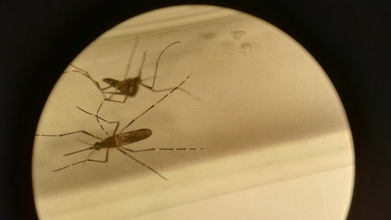 O mosquito Aedes aegypti visto através de um microscópio