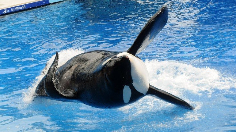 A Tilikum está no SeaWorld de Orlando há 23 anos
