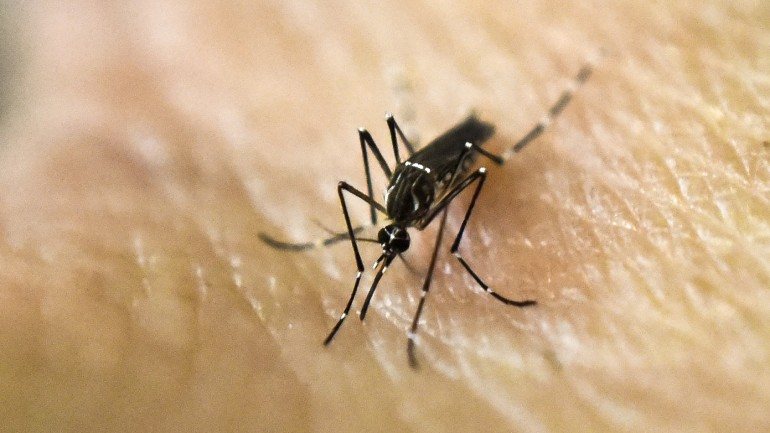 O mosquito Aedes aegypti pode transmitir o vírus da febre-amarela, dengue, zika ou chikungunya