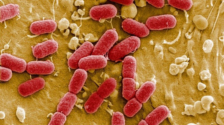 A Escherichia coli é responsável pela maioria das infeções urinárias
