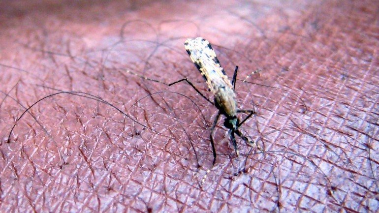 O parasita que causa a malária é transmitido pelo mosquito Anopheles gambiae