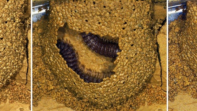 Esta espécie de milpés só existe nas grutas do centro de Portugal