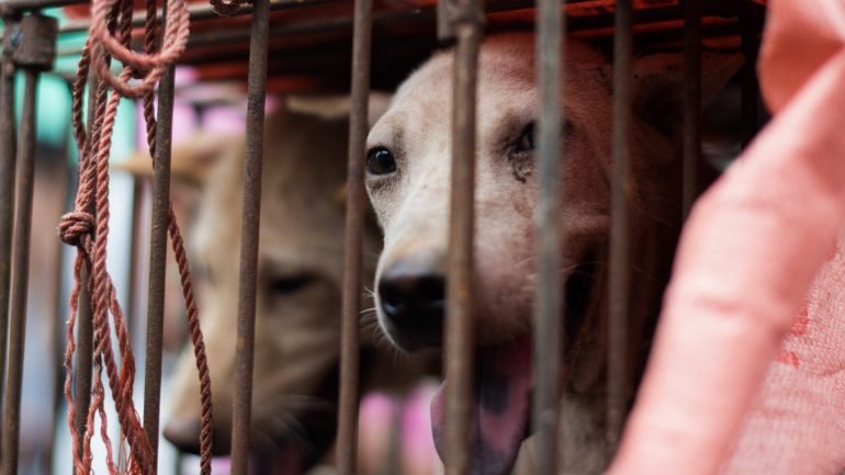Todos os anos, milhares de cães são mortos durante o festival de Yulin, no sul da China