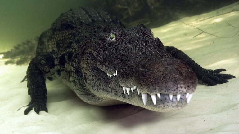O crocodilo-do-nilo pode atingir os seis metros e ficar do tamanho de uma carro utilitário