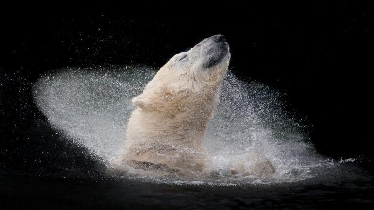 Caso os grizzly continuem a migrar para o Ártico, podem fazer com que a população de ursos polares rapidamente diminua
