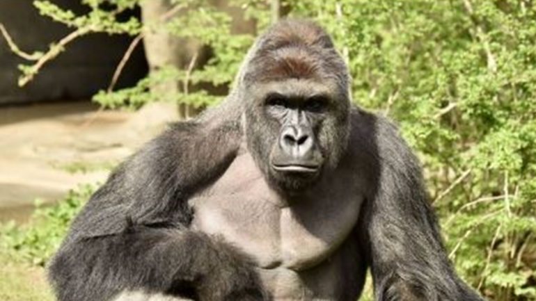 O gorila Harambe (retirado do Twitter do Zoo de Cincinnati)