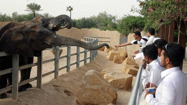 As barreiras físicas existem para proteger animais e visitantes, mas as pessoas quebram muitas vezes as regras