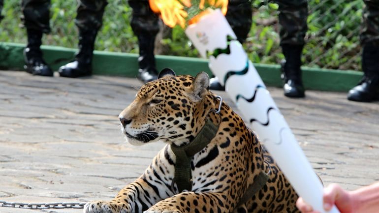 Juma, o jaguar junto à tocha olímpica