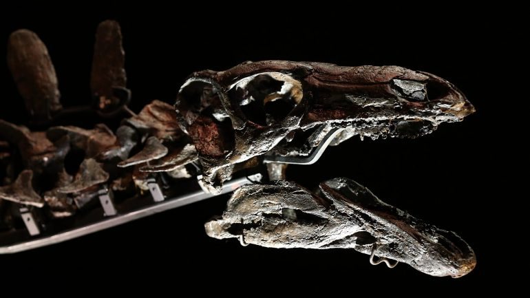 Esqueleto de um estegossauro