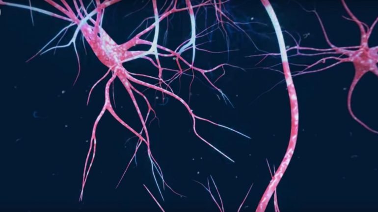 Os neurónios são muito ramificados para estabelecerem muitas ligações