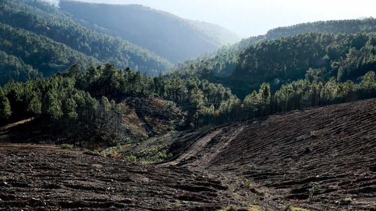 Vão ser abatidas 800 árvores de espécies protegidas no Tua