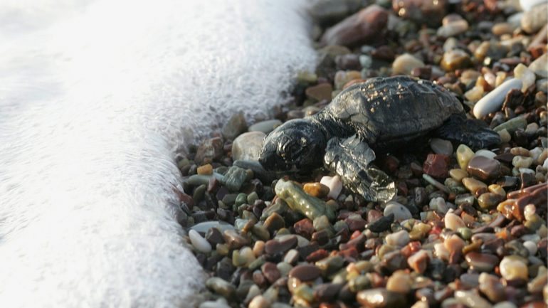 Todos os anos são encontradas &quot;cerca de 600 tartarugas marinhas mortas&quot;, seis vezes mais que o registado nos anos 90, sendo &quot;dezenas resgatadas com ferimentos graves&quot;.