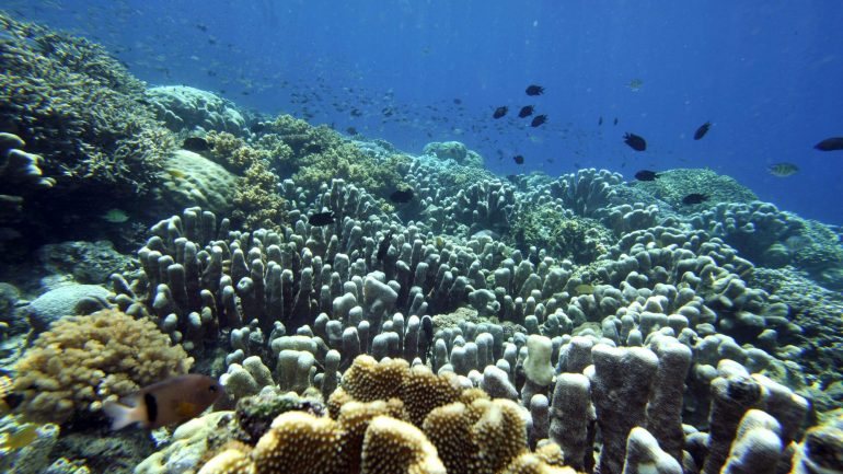 Inserida no Triângulo de Coral, a ilha timorense bate o recorde anterior, registado na Papua Nova Guiné, que tinha uma média de 216 espécies em cada local analisado