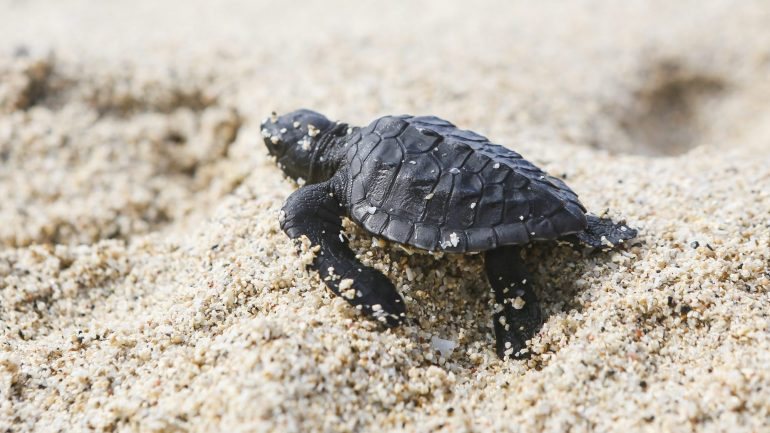 As primeiras tartarugas começaram a aparecer há cerca de 15 dias, sempre à noite para desova, tendo até agora sido avistados três desses animais