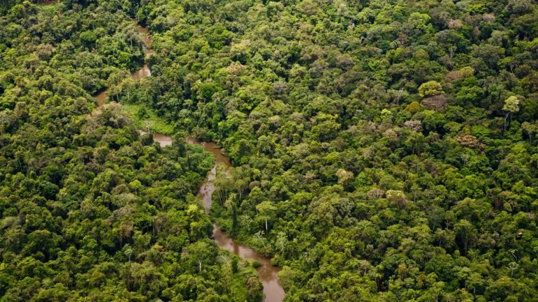 A zona de vida selvagem da Amazónia reduziu, em 25 anos, de 1.800 para 1.300 quilómetros quadrados