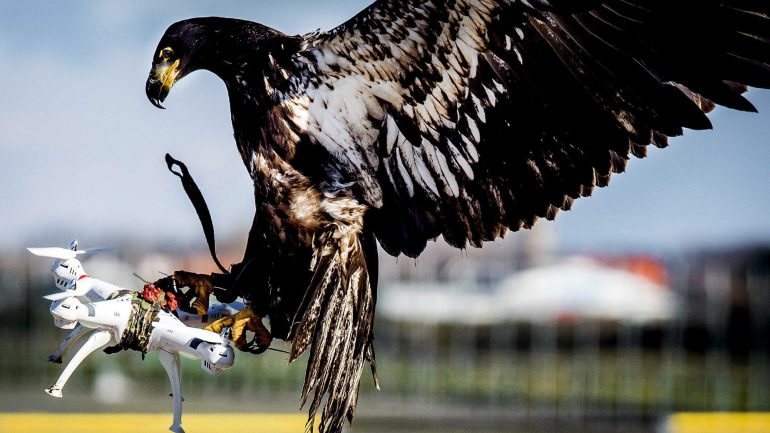 A polícia holandesa será a primeira do mundo a utilizar águias para derrubar 'drones' em pleno voo