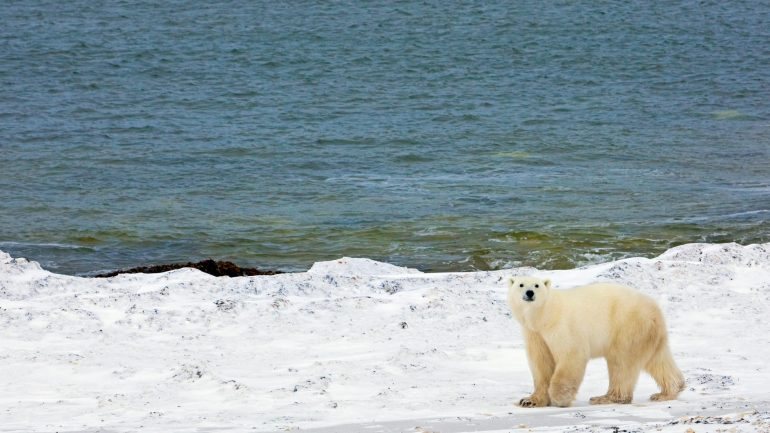 É proibido caçar ursos polares na Rússia desde 1956