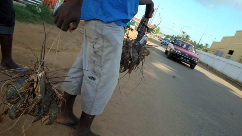 Vendedor de animais à berma da estrada, em Angola