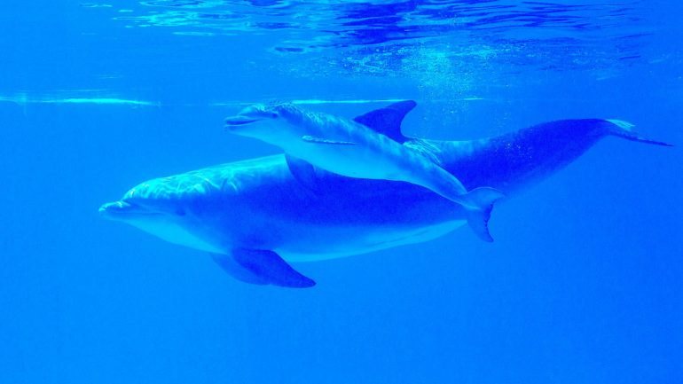 Os golfinhos têm uma limitada capacidade de excreção de poluentes
