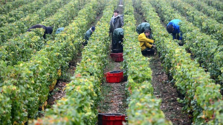 Com mais consumo de vinho do que qualquer outro país do mundo, e mais vinhas do que França, a China vê na vinicultura um potencial de crescimento económico para o futuro