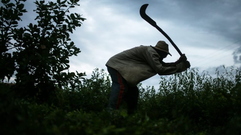 Vítimas eram vendidas como mão-de-obra para trabalhos agrícolas na zona da Lourinhã