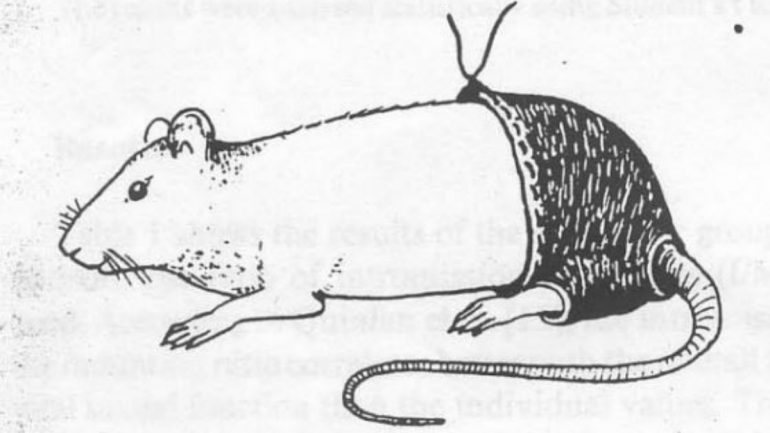 Como limitar a atividade sexual dos ratos usando calças de poliéster