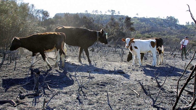 A medida deverá abranger apenas os agricultores de zonas afetadas pela seca