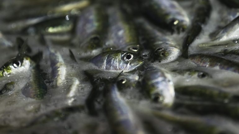 A quota de sardinha ibérica, gerida em conjunto por Portugal e por Espanha, está fixada nas 17 mil toneladas este ano