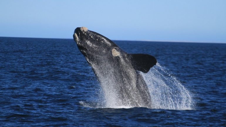 No mar junto a Puerto Madryn, uma baleia surpreendeu-nos com saltos acrobáticos.