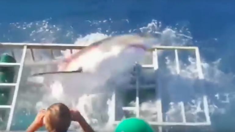 Tubarão Branco quando era retirado da jaula de mergulho