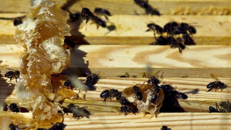 O mel certificado da Serra da Lousã encontra-se ameaçado pelo aumento das áreas de eucaliptal e incêndios, que decresceu de 27 toneladas em 2015 para 11 este ano