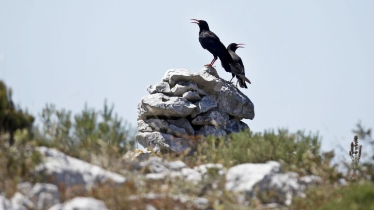 Portugal não tem conseguido financiamento para projetos ligados com a conservação da natureza