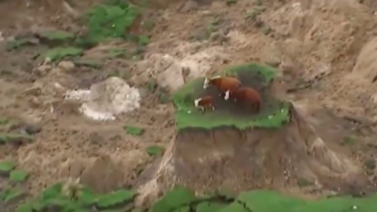 Vacas aprisionadas na sequência do terramoto na Nova Zelândia já foram resgatadas.