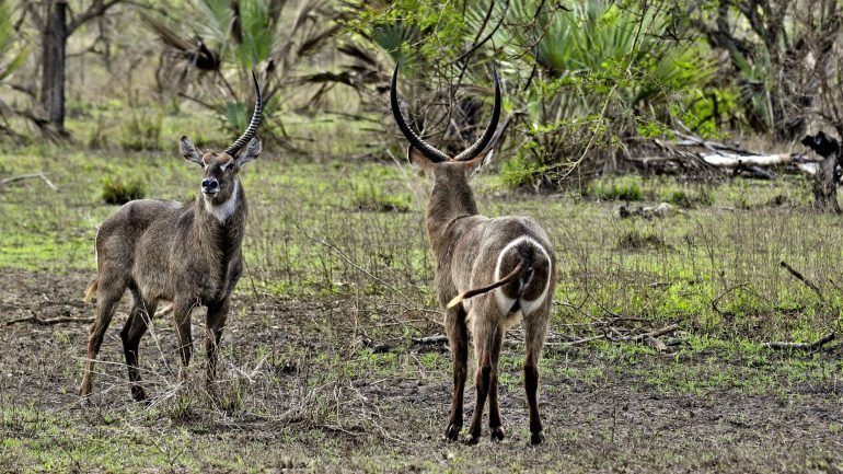A seca, a instabilidade militar e política e a caça furtiva também têm um impacto significativo nas espécies do parque