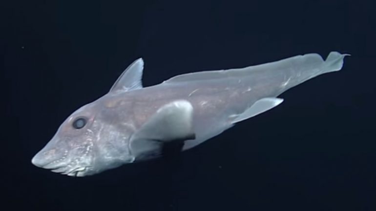 Esta criatura, cujo nome verdadeiro é Hydrolagus trolli, é também conhecida como quimera azul de nariz pontiagudo e pertence à família dos tubarões e das raias
