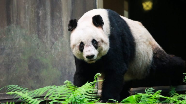 O panda sofria de cataratas, tensão arterial alta, possuía dificuldades em alimentar-se e tinha cancro