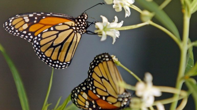O país tem 135 espécies de borboletas diurnas, as mais conhecidas, enquanto as noturnas são 2.500