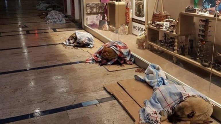 A fotografia dos cães a dormirem em mantas, juntos às montras do centro comercial, tornaram-se rapidamente virais nas redes sociais