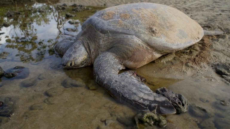 A investigação da Universidade James Cook sugere uma nova explicação para o sentido de orientação das tartarugas marinhas