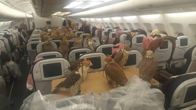 Cerca de 80 falcões voaram na categoria de passageiros
