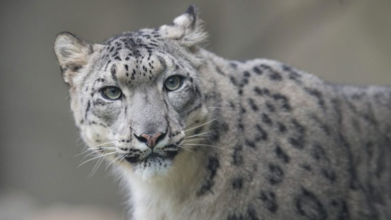 Com um máximo estimado de cerca de 10 mil leopardos das neves em todo o mundo, a espécie encontra-de em perigo