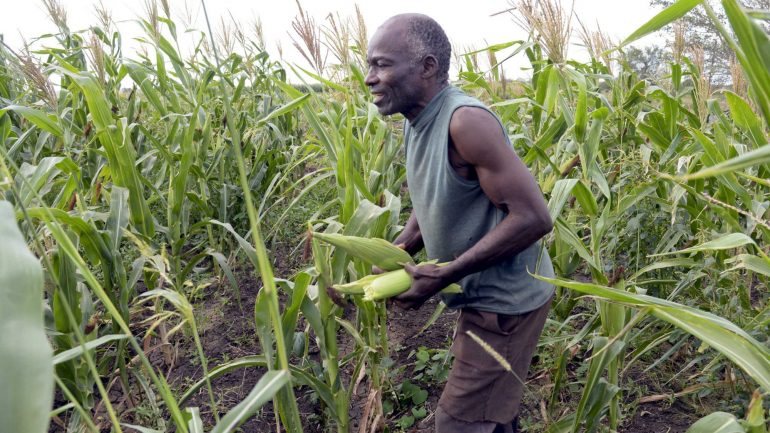 Camponês colhe milho na sua plantação, apesar das dificuldades da produção causadas pela má conservação da água dos rios