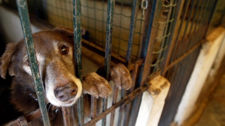 Setúbal foi o distrito onde se registaram mais casos de abandono e maus-tratos de animais em 2016