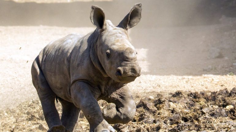 O rinoceronte branco é extremamente raro. Os caçadores furtivos e as guerras em África foram os culpados